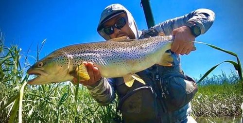 The Bow River Declining Trout Population is Finally Getting the Attention It Deserves.