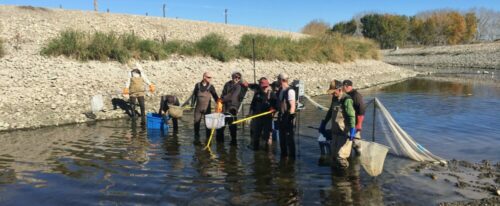 The Bow River Fish Rescue – What is the Impact on the Sport Fishery?